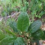 Muehlenbeckia hastulata Hoja
