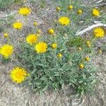 Inula montanaफूल