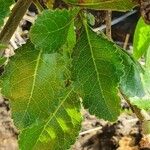 Commiphora madagascariensis Leaf