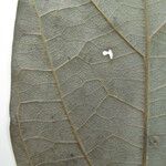 Ocotea amazonica Máis
