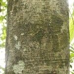 Licania densiflora Bark