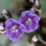 Limonium auriculiursifolium Цвят