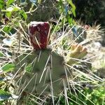 Opuntia macrorhiza Plod