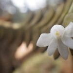 Angraecum aporoides Blomma