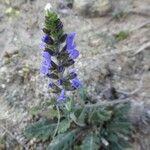 Salvia verbenaca Blüte