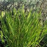 Agropyron cristatum Folha