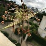 Allium oleraceum Květ