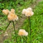 Eriophorum virginicum Fruto