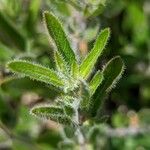 Ruellia humilis Folla