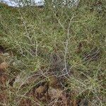 Ceanothus leucodermis Corteza