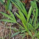 Trifolium alpinum Листок