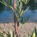 Artemisia verlotiorum Лист