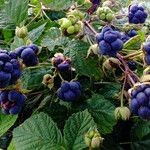 Rubus caesius Fruto