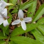 Cardamine heptaphylla Fleur