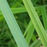 Carex acuta Yaprak