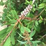 Callistemon citrinus Folio