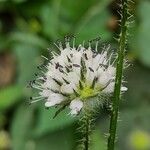 Dipsacus pilosusപുഷ്പം