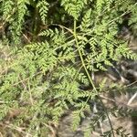 Athamanta montana Hoja