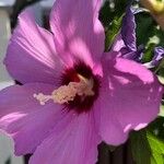 Hibiscus syriacusFlower