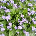 Myosotis sylvatica Libunga