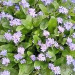 Myosotis sylvatica ശീലം