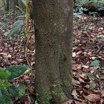Leptaulus daphnoides 树皮