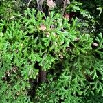Selaginella concinna Hoja