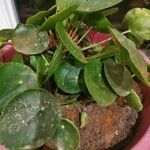 Pilea peperomioides Лист