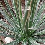 Agave filifera Buveinė