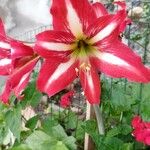 Hippeastrum correienseKvět