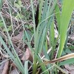 Carex acuta кора