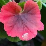 Pelargonium zonale Blad