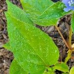 Jacquemontia tamnifolia Leaf