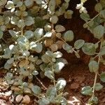 Shepherdia rotundifolia Blatt