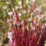 Allium sphaerocephalon Frucht