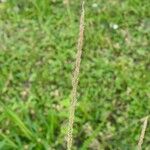 Sporobolus indicus Fula