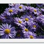 Symphyotrichum dumosum Flower