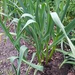 Allium sativum عادت