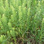 Lepidium densiflorum Flors