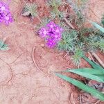 Verbena bipinnatifida फूल