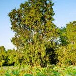 Melaleuca leucadendra List