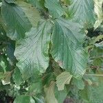 Parrotia persica पत्ता