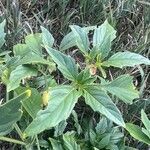 Physalis longifolia Leaf