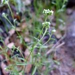 Cryptantha pterocarya Хабит