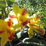 Cattleya spp. Kvet