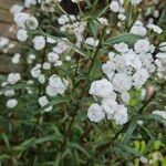 Achillea ptarmica Hábitos