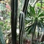Pilosocereus leucocephalus Habit