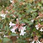 Abelia × grandifloraFlower