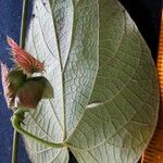 Dalechampia dioscoreifolia Other