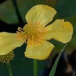 Ranunculus flammula 花